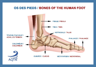 bones human foot