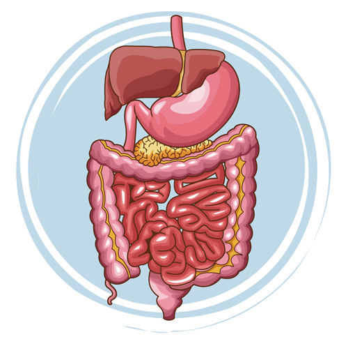 digestive