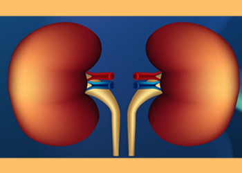 BUN-Créatinine