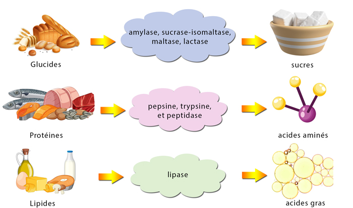 Combinaisons alimentaires