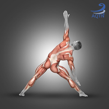 activation-musculaire